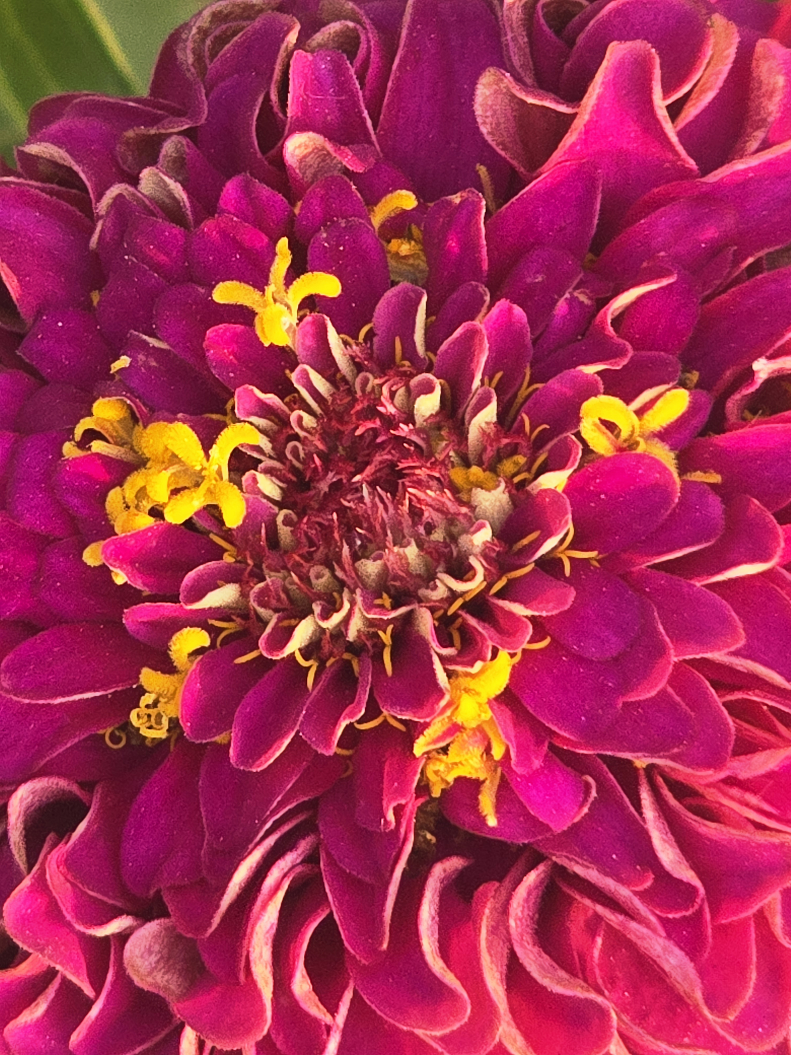 VIBRANT ZINNIA MACRO